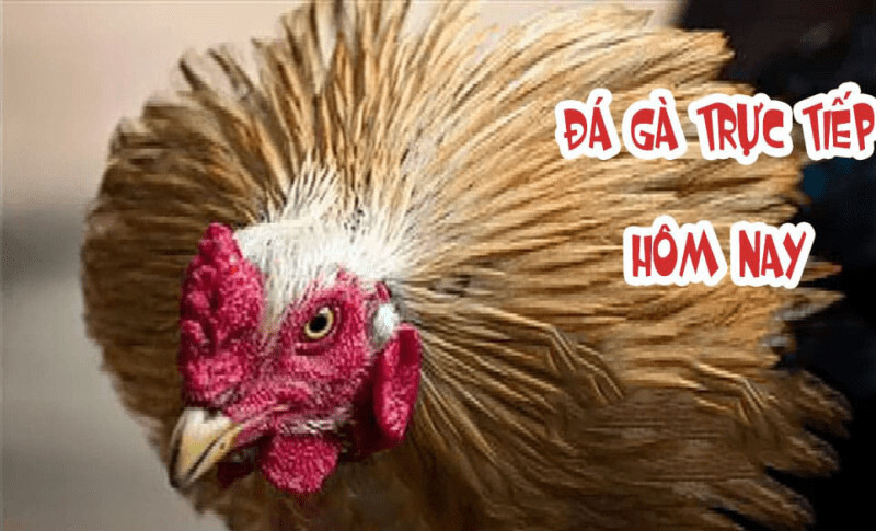 Đá gà 88 – kênh giải trí cá cược đá gà hàng đầu tại Việt Nam 5 Đá gà 88 – kênh giải trí cá cược đá gà hàng đầu