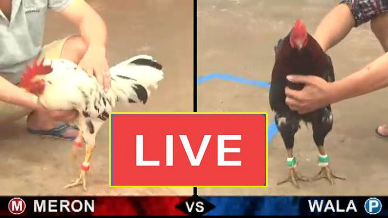 Đá gà Thomo trực tiếp hôm nay nên xem online ở địa chỉ nào? 7 Một số trận đá gà Thomo trực tiếp hôm nay lớn phát trực tiếp vào dịp cuối tuần