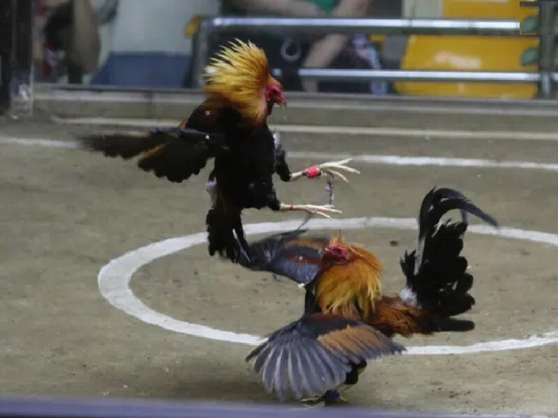 Đá gà cựa sắt trực tiếp hôm nay khi cược cần lưu ý điều gì? 9 Ưu điểm khi xem đá gà cựa sắt trực tiếp hôm nay tại SV66.bet