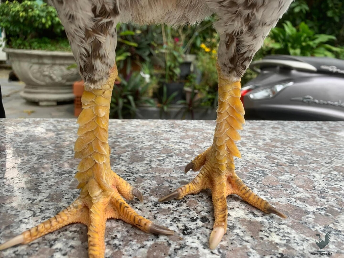 Gà chọi vảy vấn sáo là gì và vì sao lại được yêu thích? 5 Bạn có biết gà chọi vảy vấn sáo là gì không?