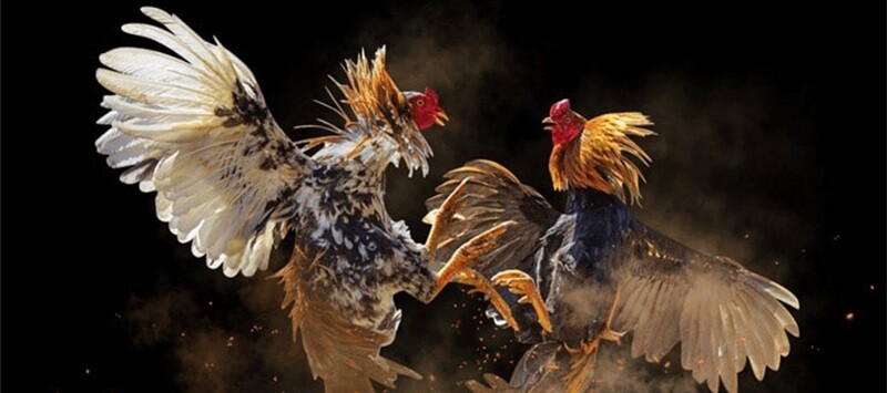 Live đá gà cựa dao hấp dẫn, kịch tính nhất tại SV388 7 Các hình thức live đá gà cựa dao ưa chuộng