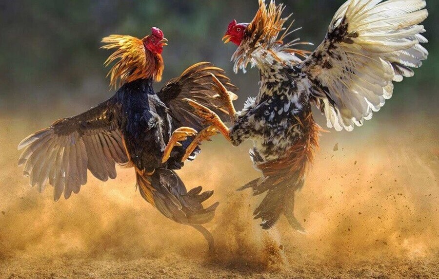 Đá gà trực tiếp 999 hôm nay siêu hấp dẫn và kịch tính 11 Cần chuẩn bị gì khi xem Đá gà trực tiếp 999?