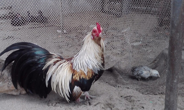 Gà tre đá - Hướng dẫn cách nuôi và chăm sóc tốt nhất 7 Cần đảm bảo chế độ dinh dưỡng khoa học