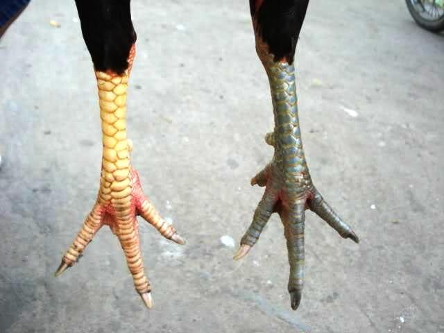 Hướng dẫn cách xem chân gà chọi hay nhất 5 Cần đánh giá nhiều bộ phận của chân gà