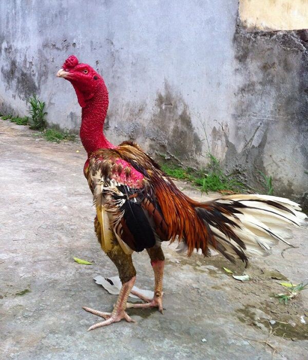 Hướng dẫn cách xem chân gà chọi hay nhất 9 Cần đánh giá tổng quan trước khi lựa chọn gà chọi