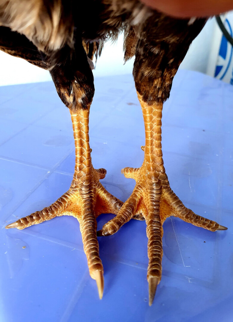 Bật mí cách chọn gà chọi mái để có chiến kê ưng ý 9 Chọn gà chọi mái theo phần chân vảy