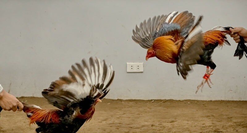 Những lợi ích khi xem đá gà bình luận mà anh em nên biết 7 Đá gà bình luận và đá gà “chay” có gì khác biệt?