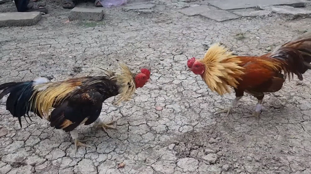 Gà tre đá - Hướng dẫn cách nuôi và chăm sóc tốt nhất 9 Đảm bảo chuồng trại nuôi gà luôn sạch sẽ