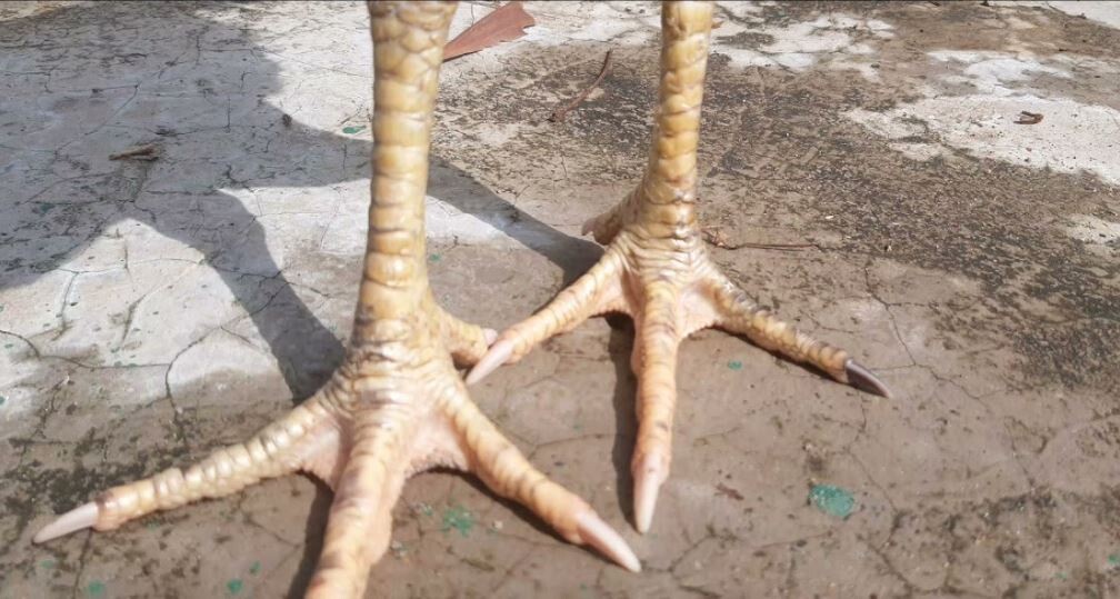 Gà chọi vảy vấn sáo là gì và vì sao lại được yêu thích? 6 Gà chọi vảy vấn sáo thưởng có khả năng chiến đấu tốt hơn