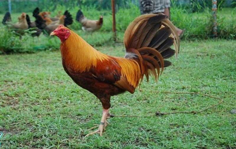 Giới thiệu top 5 giống gà đá đẹp nhất Việt Nam 7 Gà Sweater là giống gà chọi được bình chọn đứng đầu bảng xếp hạng