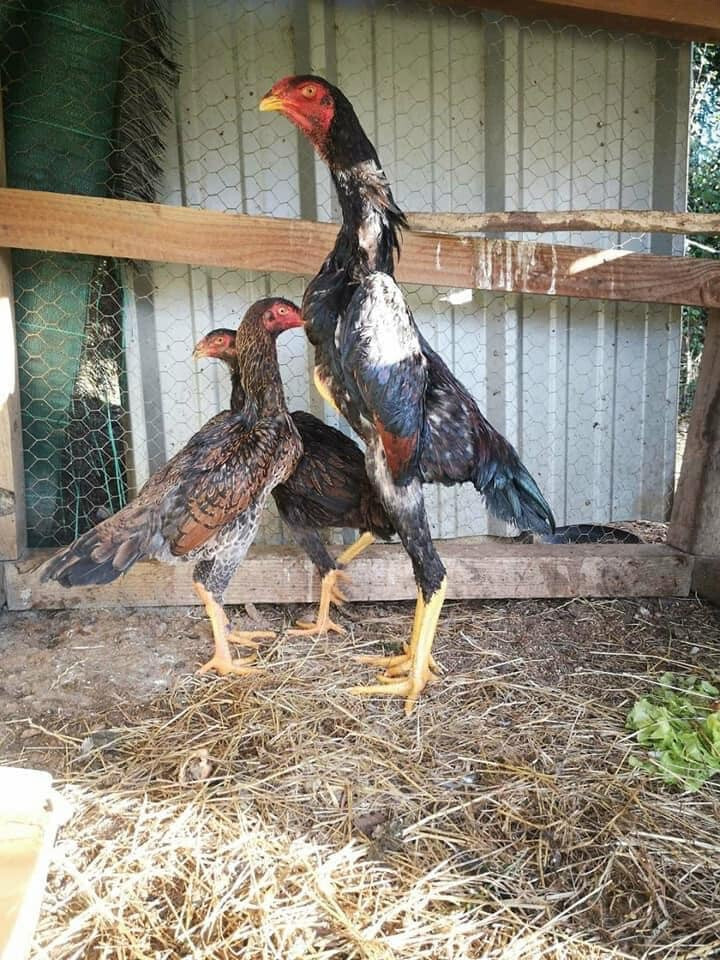 Tìm hiểu thông tin giống gà Nam Mỹ - giống gà đá hay nhất hiện nay 5 Tìm hiểu giống gà Nam Mỹ là gì? Nguồn gốc giống gà Nam Mỹ