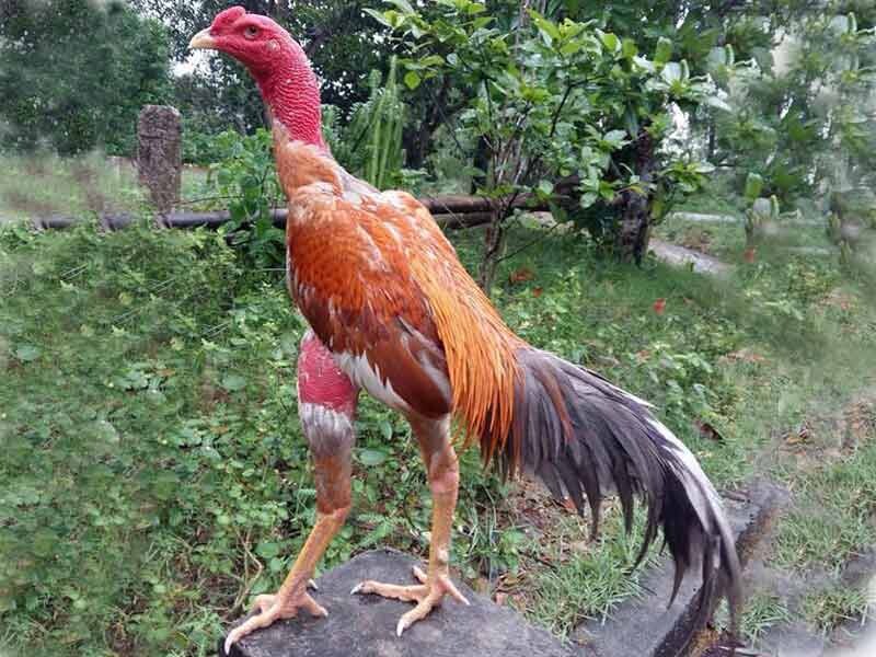 Hướng dẫn cách xem chân gà chọi hay nhất 7 Xem phần đùi gà