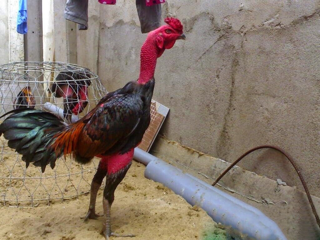 Gà chọi đẹp và đá hay - Hướng dẫn cách đánh giá 5 Xem tướng là cách chọn gà chọi phổ biến