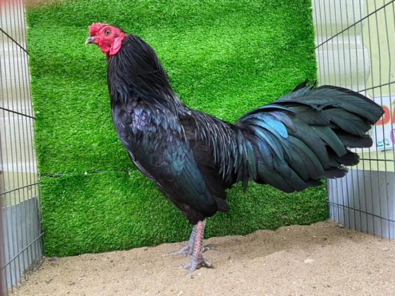 Gà ô chân trắng là gì? Có nên nuôi hay không? 6 Gà ô chân trắng giúp tăng khả năng chiến thắng trong trận đá gà