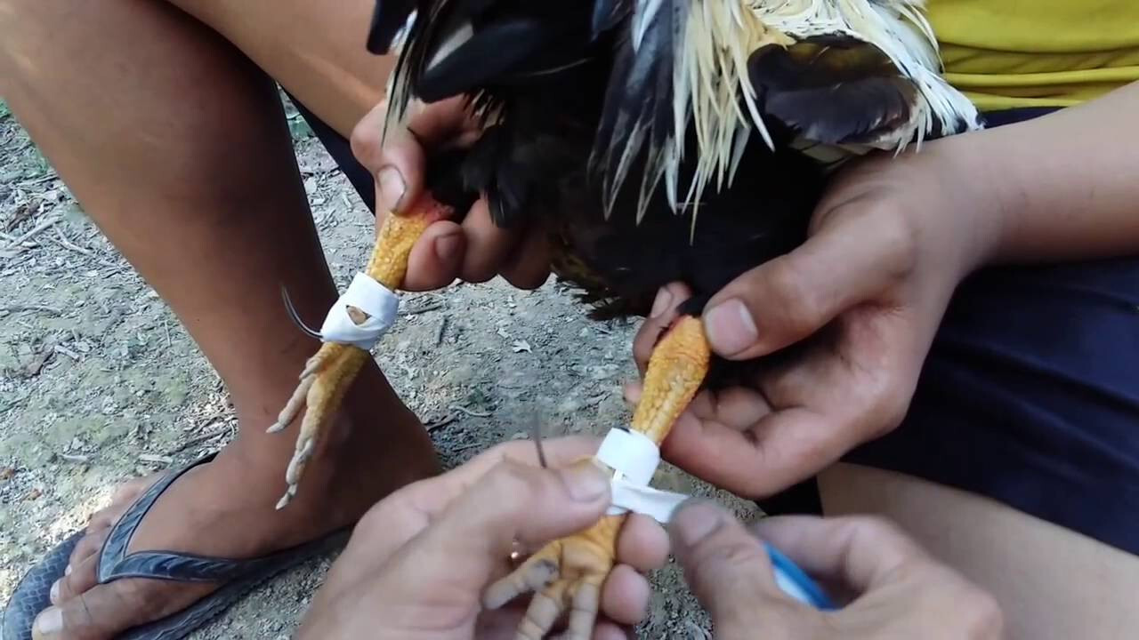 Hướng dẫn cách băng cựa gà đúng chuẩn kỹ thuật 7 Hướng dẫn cách băng cựa gà đúng chuẩn kỹ thuật