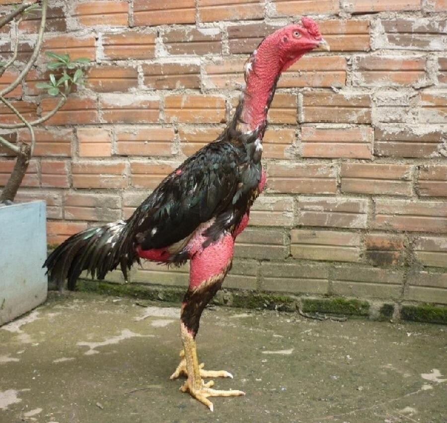 Gà chọi nòi là gì? - Giống gà tiêu biểu 3 miền 4 Một số giống gà nòi phổ biến ở cả 3 miền