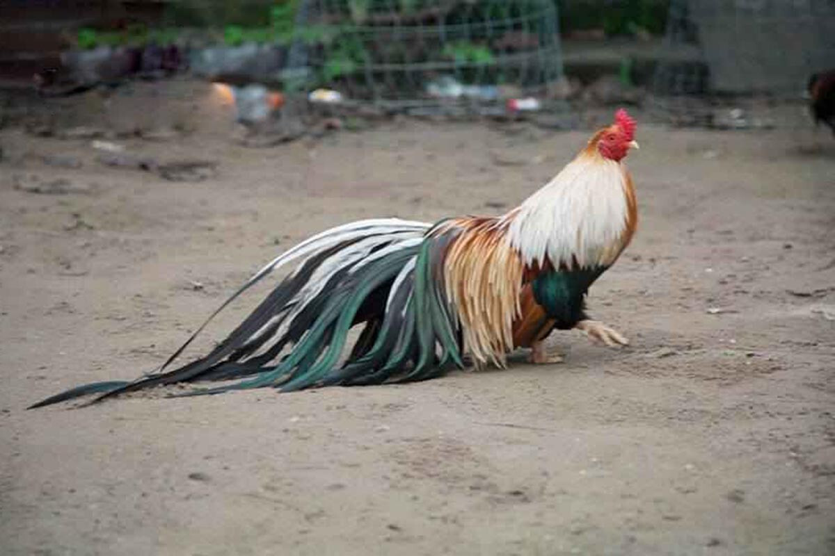 Gà tre Nhật Bản - Giống gà được nhiều người chọn làm kiểng 7 Những lưu ý khi chăm sóc gà tre Nhật giúp chúng mau lớn