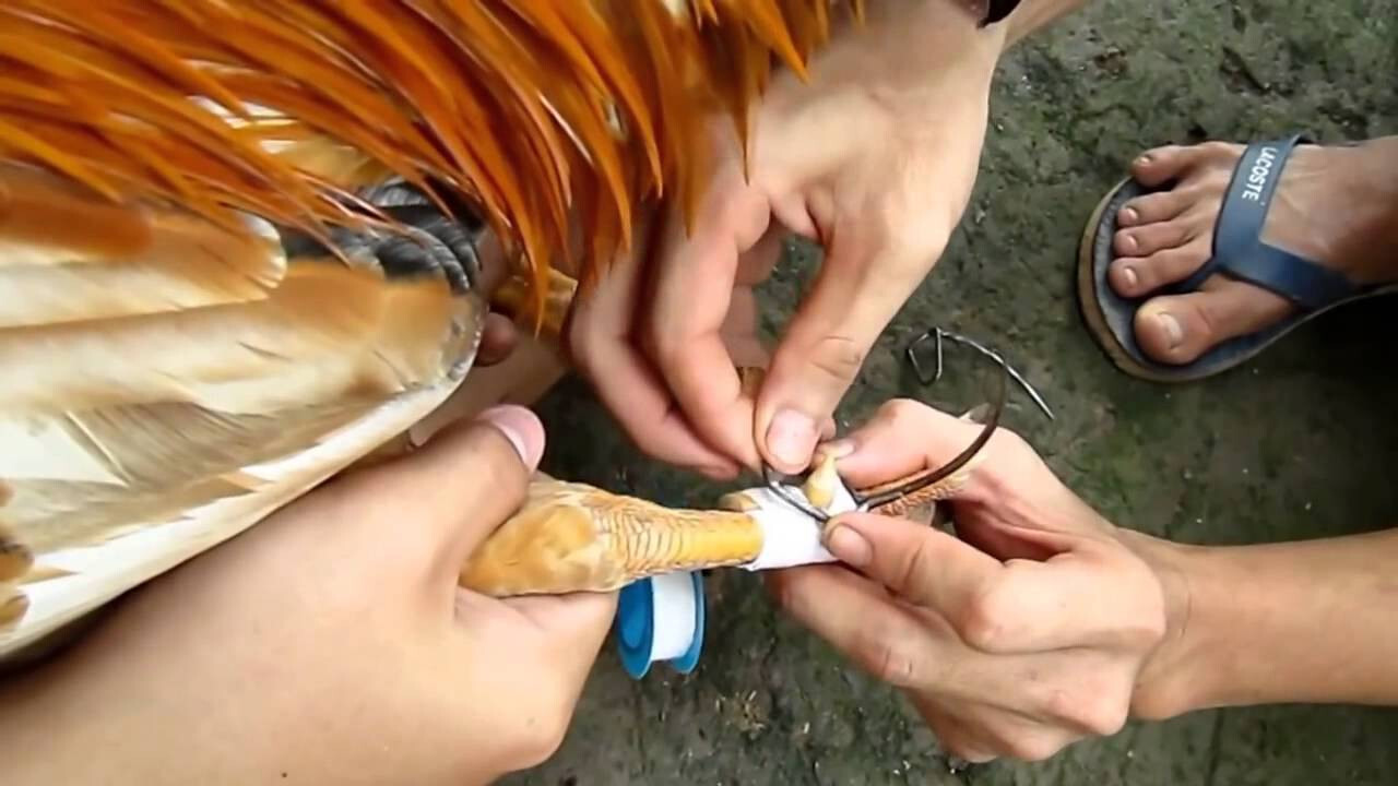 Hướng dẫn cách băng cựa gà đúng chuẩn kỹ thuật 5 Tại sao cần phải có cách băng cựa gà?Tại sao cần phải băng cựa gà đá đúng cách?