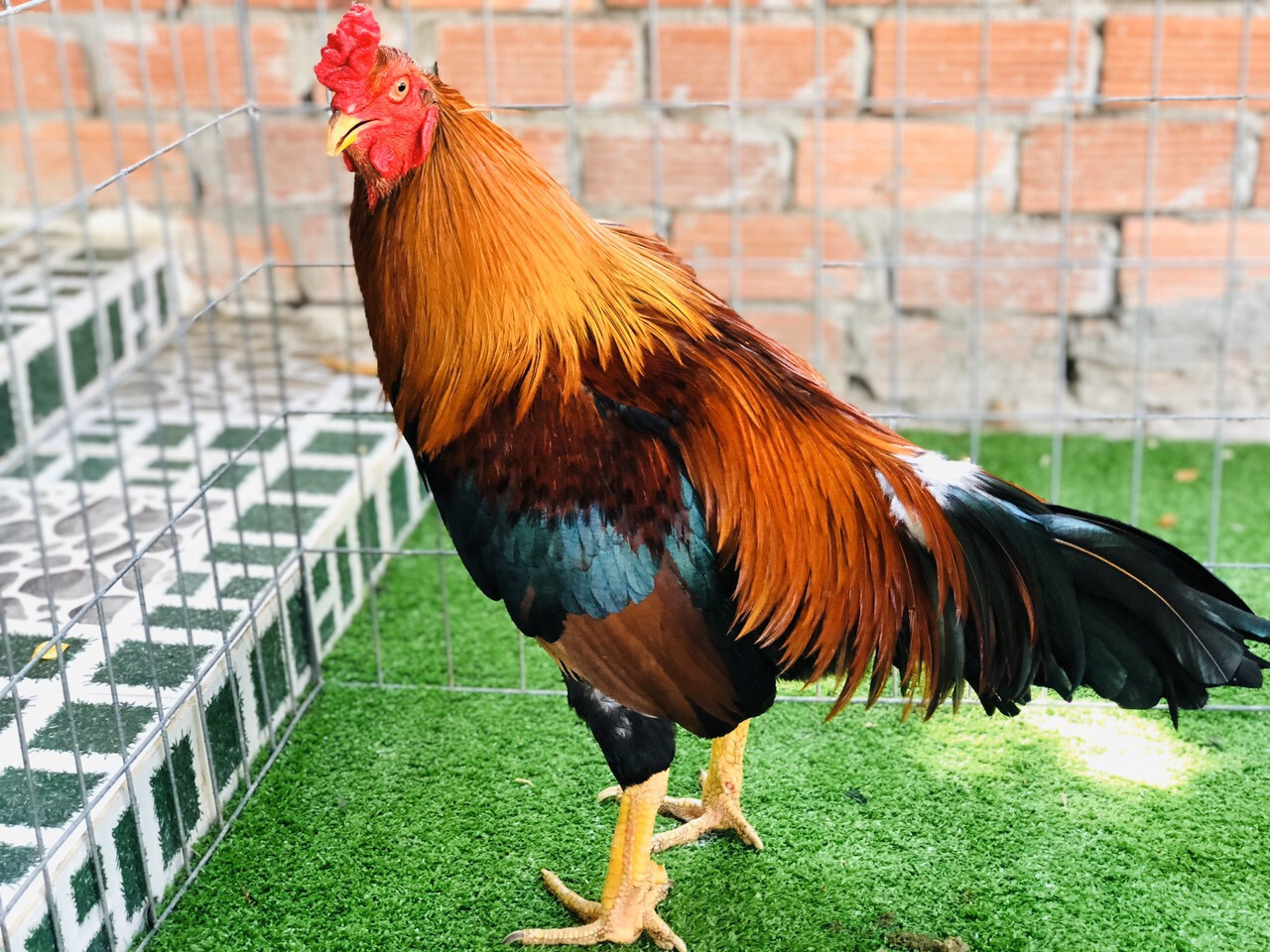 Chợ Tốt gà đá Bến Tre - Tổng hợp thông tin mới nhất 7 Tại sao nên lựa chọn mua gà đá Bến Tre tại Chợ Tốt?