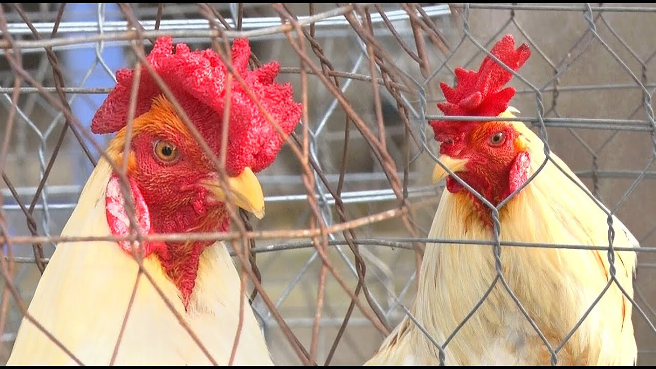 Gà mồng vua tại sao không được sư kê chọn đi thi đấu? 4 Tại sao sư kê không chọn gà mồng vua để thi đấu?