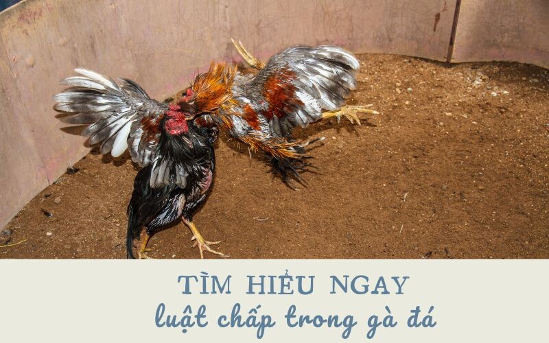 Học ngay những luật chấp trong gà đá cùng chuyên gia 5 Tìm hiểu một số điều cơ bản về luật chấp trong gà đá