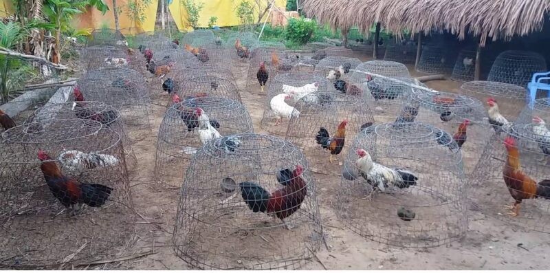 Top trại gà đá uy tín và nổi tiếng nhất tại Việt Nam 8 Việt Nam có nhiều trại gà đá nổi tiếng