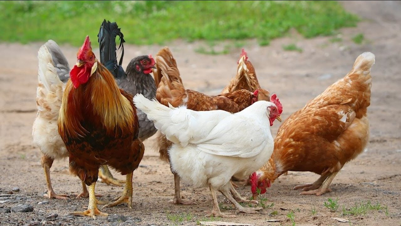 Gà Lương Phượng – Thông tin và cách nuôi gà Lương Phượng 5 Yêu cầu kỹ thuật về chuồng trại cần chú ý trong quá trình nuôi gà Lương Phượng