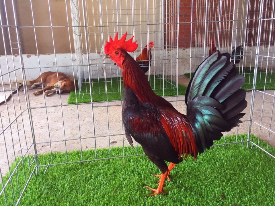 Gà Asil Mỹ - Chiến kê siêu hạng trong mọi thời đại 6 Asil Mỹ là dòng gà được lai tạo nên từ dòng Asil thuần chủng có nguồn gốc Nam Á