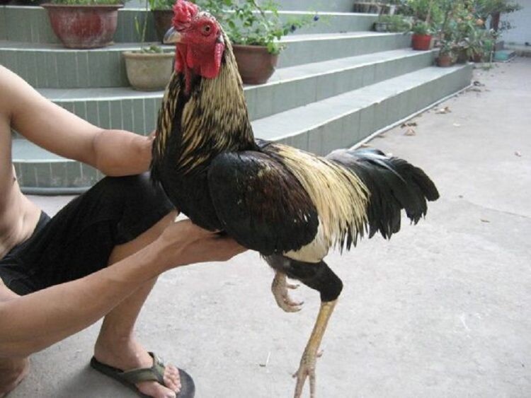 Phương pháp bế gà đá đúng cách mà bạn nên biết 5 Bế gà đá đúng cách cũng cần các sư kê nắm vững kỹ thuật