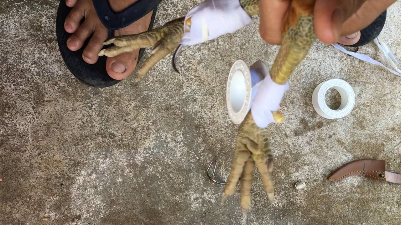 Cách lên cựa gà tre chuẩn xác nhất từ chuyên gia 8 Cách lên cựa gà tre chuẩn xác từ chuyên gia