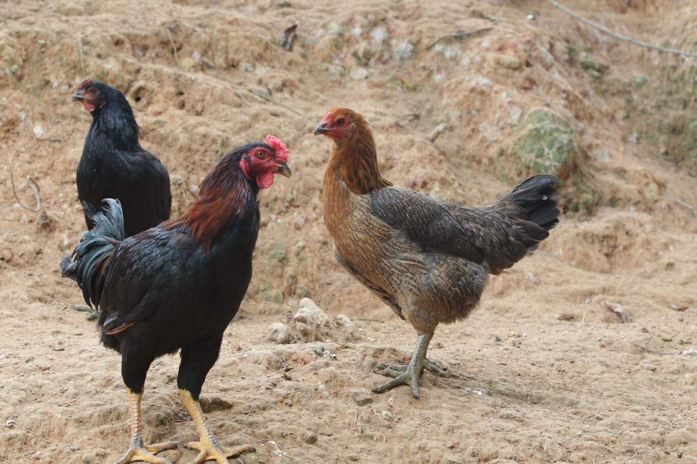 Gà lai chọi có đặc điểm gì? Hướng dẫn cách chăm sóc 4 Gà chọi lai là tên gọi chung cho giống gà có dòng ông bà hoặc bố mẹ là gà chọi