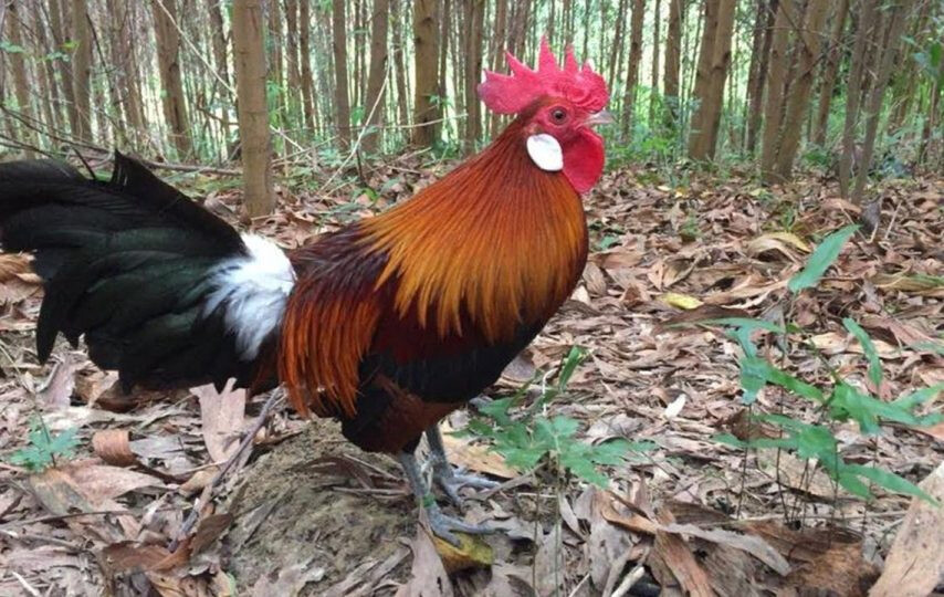 Cách nuôi gà rừng chuẩn nhất, ít bệnh, nhanh lớn 6 Gà hoang mang từ rừng về và thuần dưỡng