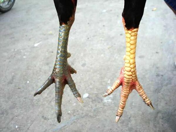 Các loại gà linh kê thần kê siêu hiếu chiến, quý hiếm 13 Gà thư hùng kê