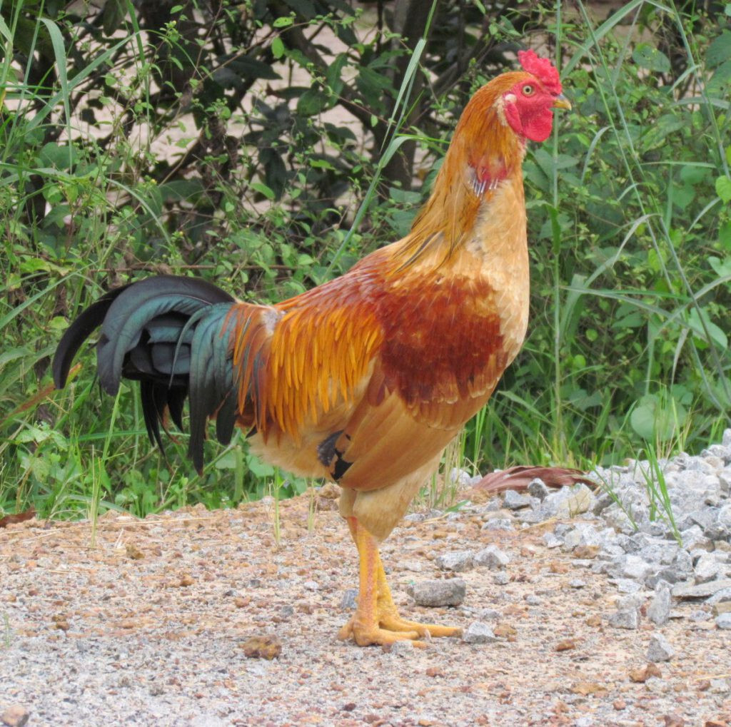 Gà Kiến là gì? Tìm hiểu thông tin chi tiết nhất về giống gà Kiến 7 Hình dáng của gà Kiến nổi bật với tầm vóc nhỏ, cao ráo