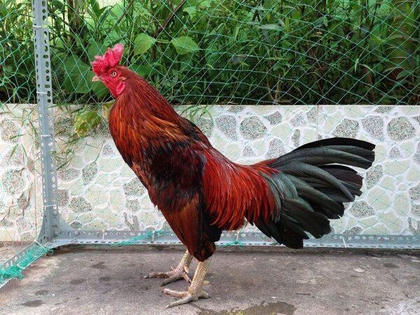 Hôm nay đá gà màu gì ngon và chuẩn xác 100% mới nhất 6 Hôm nay đá gà màu gì ngon nhất