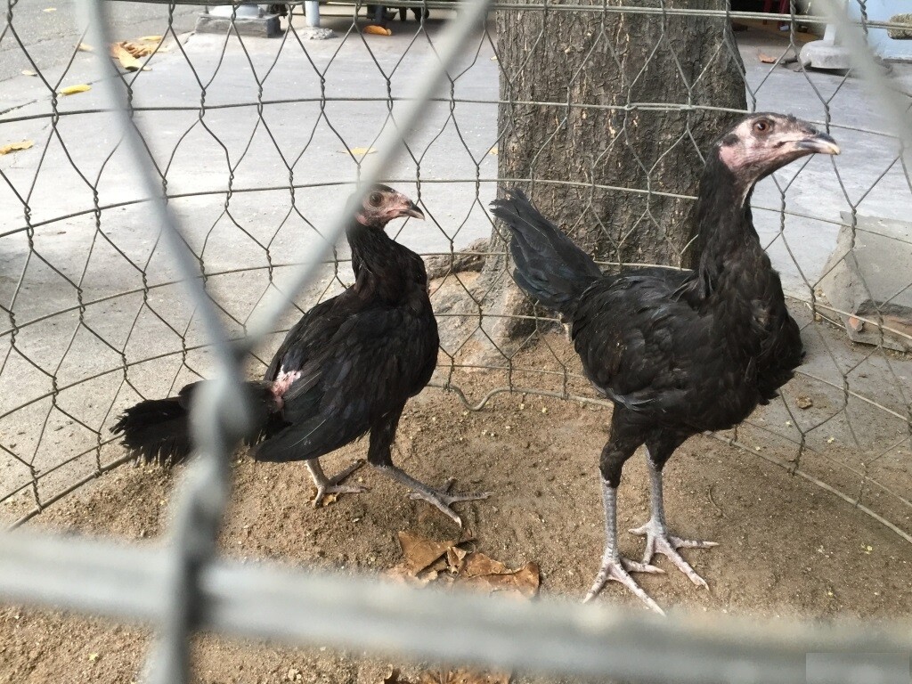 Gà Jap là gà gì? Những điều thú vị về giống gà Jap 4 Khái quát những điểm nổi bật giống gà Jap