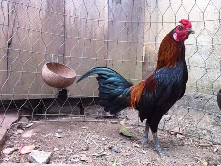 Gà Jap là gà gì? Những điều thú vị về giống gà Jap 7 Khám phá những giống gà Jap phổ biến