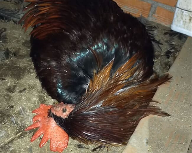 Các loại gà linh kê thần kê siêu hiếu chiến, quý hiếm 17 Linh kê lông nhím