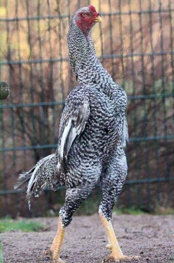 Tổng hợp thông tin về gà Shamo Nhật Bản từ A - Z 8 Nguồn gốc của giống gà Shamo bạn nên biết