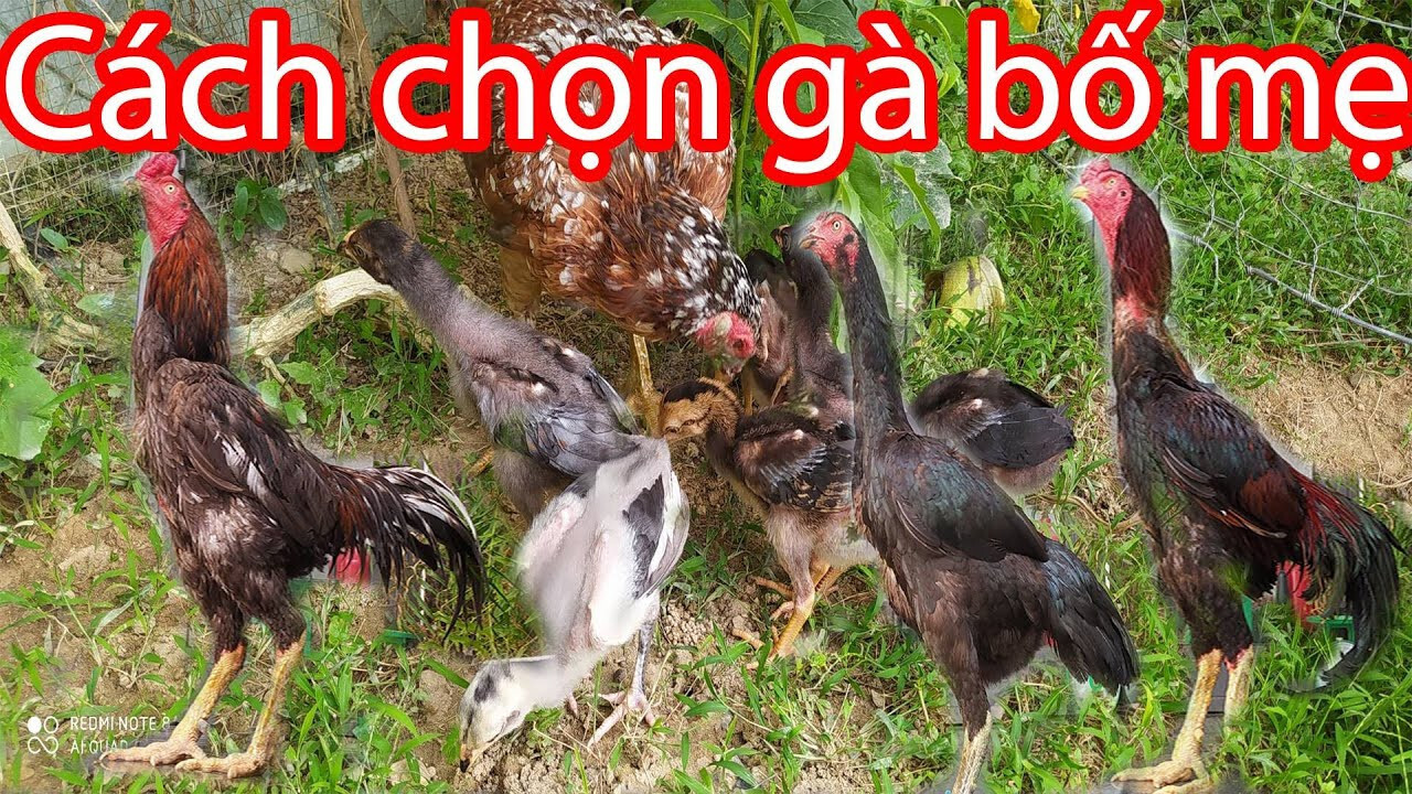 Chia sẻ cách ghép gà trống mái chuẩn kỹ thuật nhất hiện nay 6 Quy tắc khi chọn giống gà bố mẹ mà sư kê nên biết