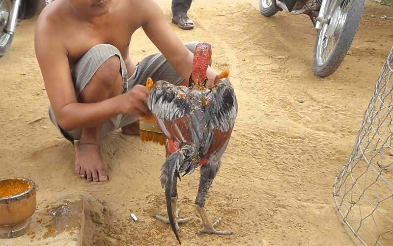 Cách vần gà chọi tơ - Hướng dẫn sư kê cách vần gà đúng chuẩn 6 Vần gà chọi tơ qua phương pháp om bóp nghệ là cách nhiều sư kê áp dụng