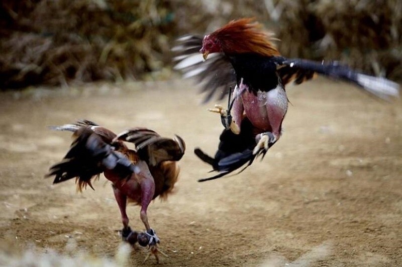 Dòng gà đá mu lưng là gì? Liệu đây có phải dòng gà đỉnh cao 4 Bị đá vào mu lưng gà rất nhanh bị hạ gục