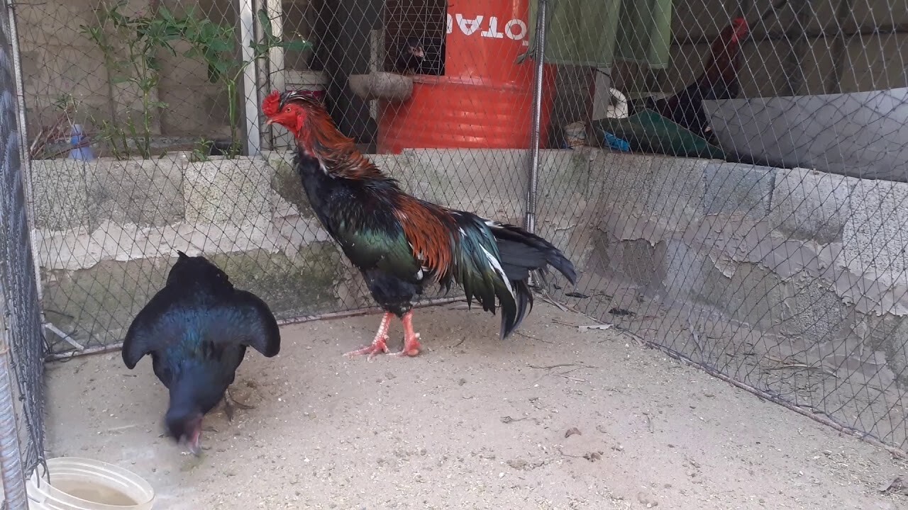 Nếu đổ gà trùng huyết có đá được không? 7 Đổ gà trùng huyết có đá được không là câu hỏi của rất nhiều sư kê