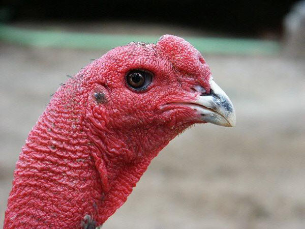 Có nên chọn gà chọi mắt ếch hay không? 6 Gà chọi mắt ếch là gà gì?