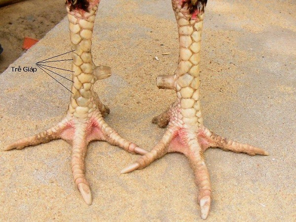 Có nên chọn gà chọi có vảy gà kích giáp đá hay không? 7 Hướng dẫn cách xác định vảy gà kích giáp chuẩn xác nhất