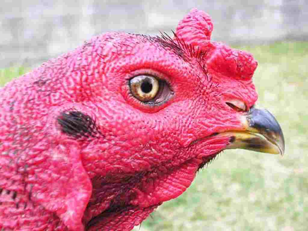 Kỹ thuật xem mắt gà chọi hay anh em sư nên biết 5 Kỹ thuật xem mắt gà chọi hay giúp lựa chọn được gà chọi đẹp