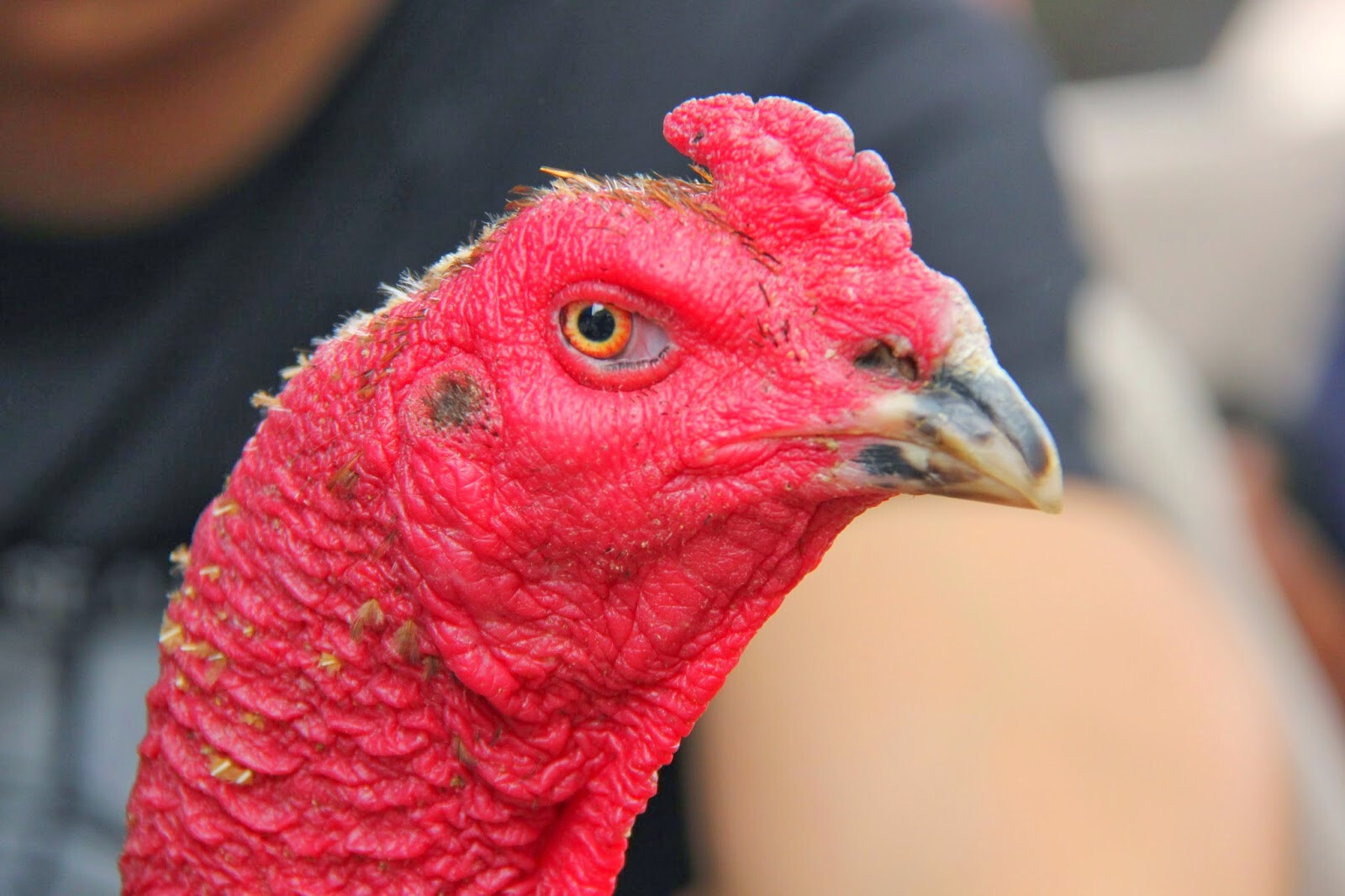 Kỹ thuật xem mắt gà chọi hay anh em sư nên biết 4 Một số yếu tố cần có của mắt gà chọi hay