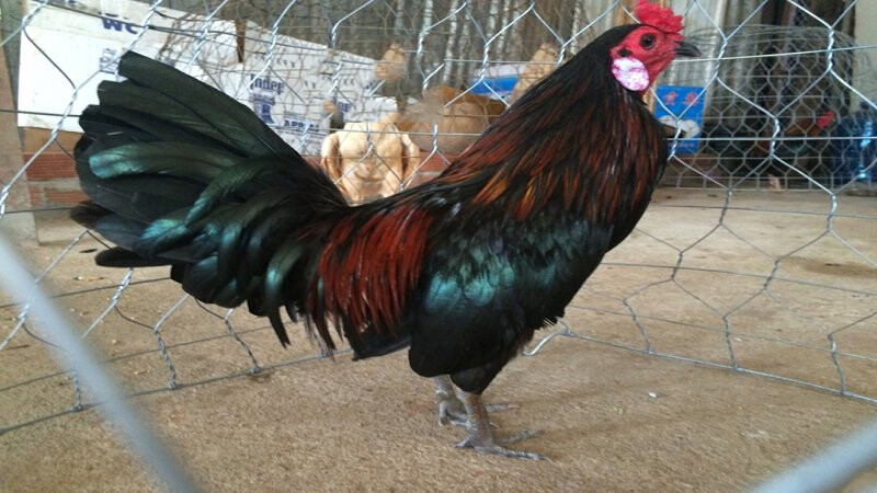 Gà Cọp là gì? Nhận biết đặc điểm của gà cọp 7 Ngắm sơ qua hình thức để đánh giá