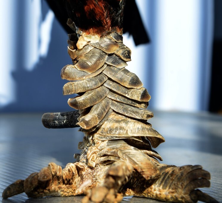 Vảy gà quý là gì và có những loại vảy nào? 4 Nhiều người sưu tầm những con gà có vảy quý vì sở thích