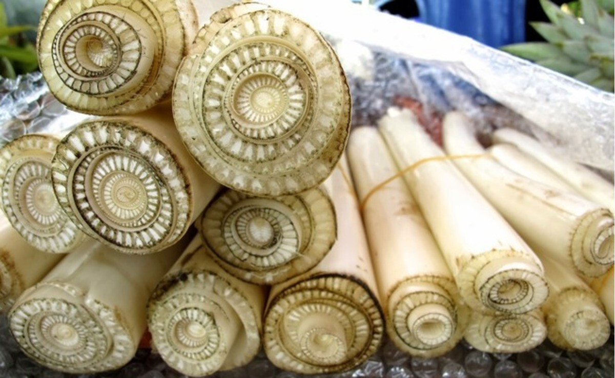 Gà ăn thân cây chuối - Chia sẻ cách cho gà ăn đúng cách 5 Trong thực tế liệu có nên cho gà ăn thân cây chuối thay thế cho rau, cỏ không?